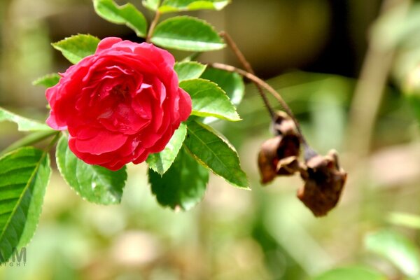 Rosa de té rojo. flora de verano