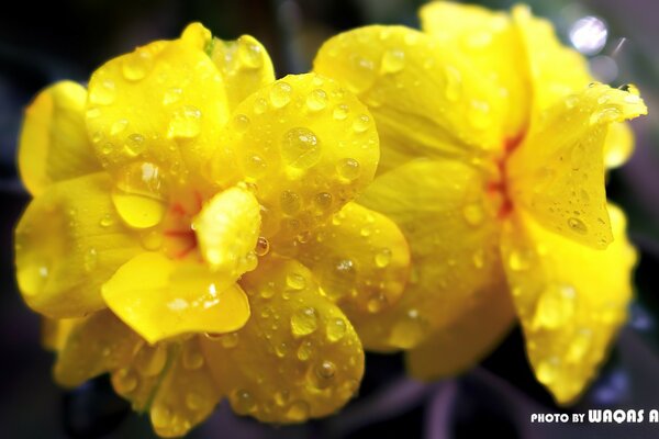 Summer season. Yellow flower in dew drops