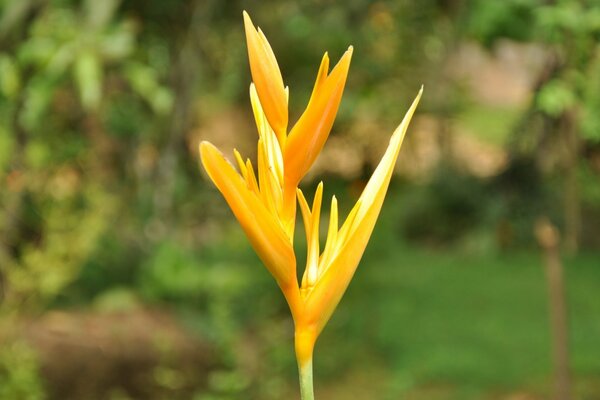 A tropical flower in the shade of greenery