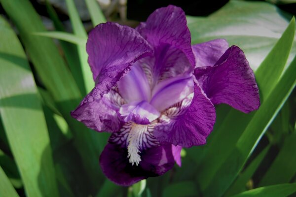 Purple iris flower in green grass