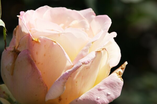 A white rose. tenderness and love