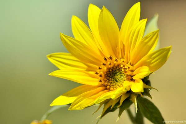 Girasole giallo ai raggi del sole