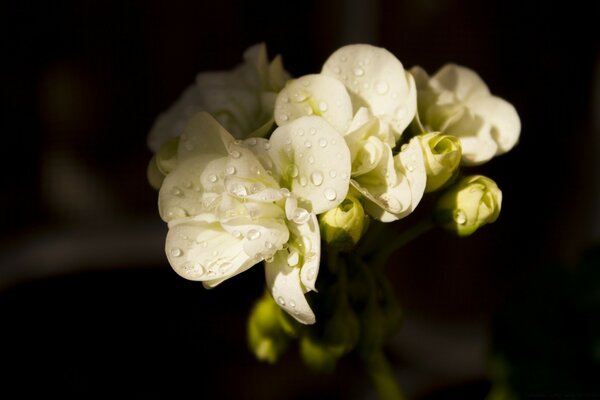 Gouttes de pluie sur les petites fleurs