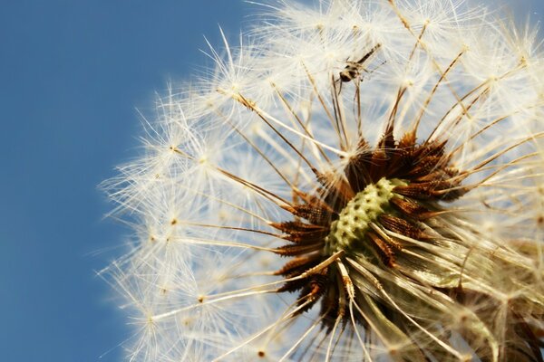 Dandelion is a little magic parachutes