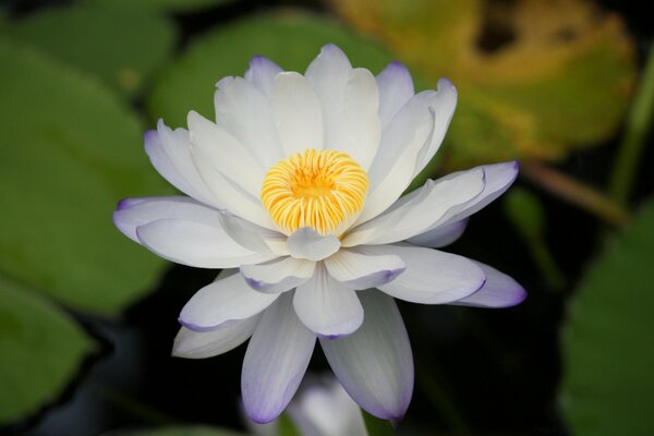 Weißer Lotus im Teich. zärtlichkeit und Schönheit