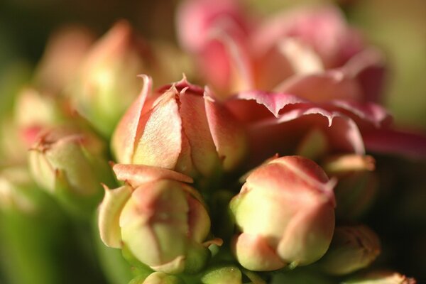 Boccioli di rosa su sfondo verde