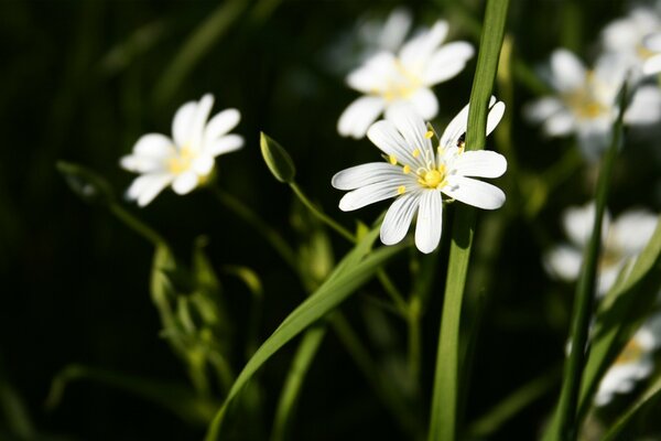 Hermosas flores blancas sobre un fondo de vegetación