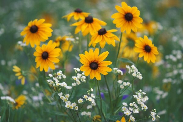 Flores campestres. verano y sol