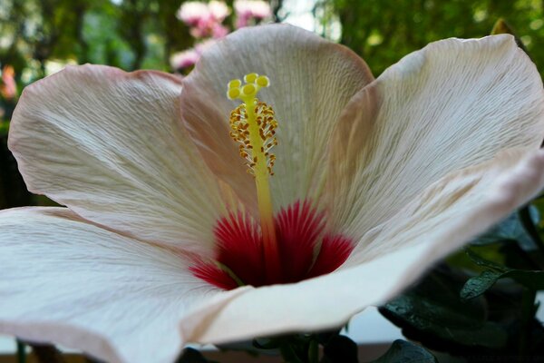 Pink hibiscus blooming in the garden