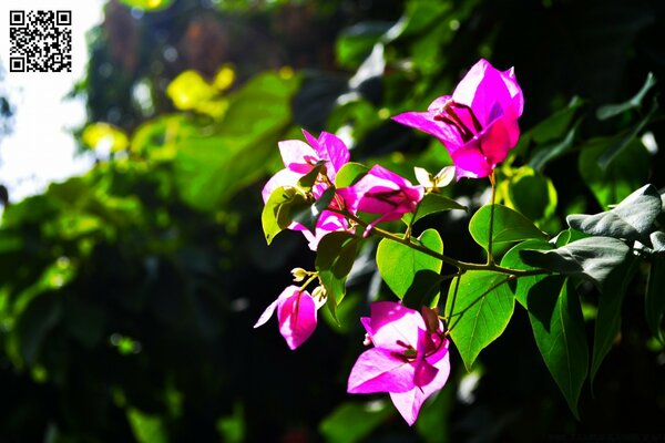 Linda flor no fundo da natureza