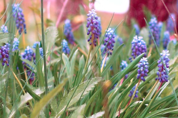 Lila Blüten auf einer grünen Wiese