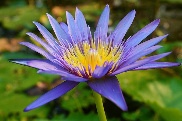 Blue lotus flower by the pool