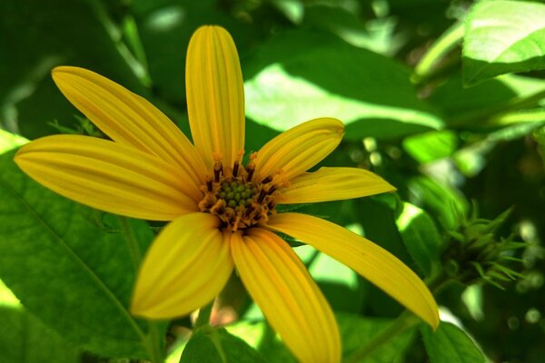 Flor amarilla. Hojas verdes