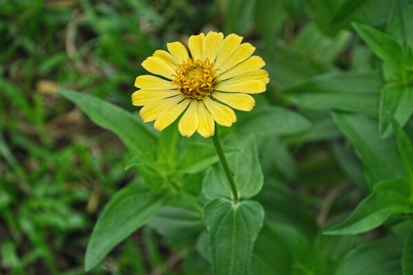 Primer plano de la flor amarilla