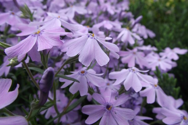 Garden flowers. Summer garden