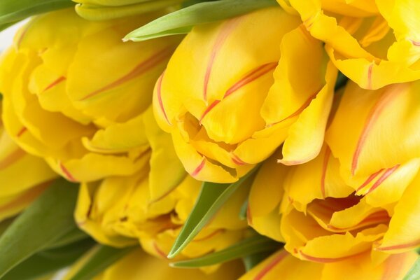 Beau bouquet de tulipes jaunes