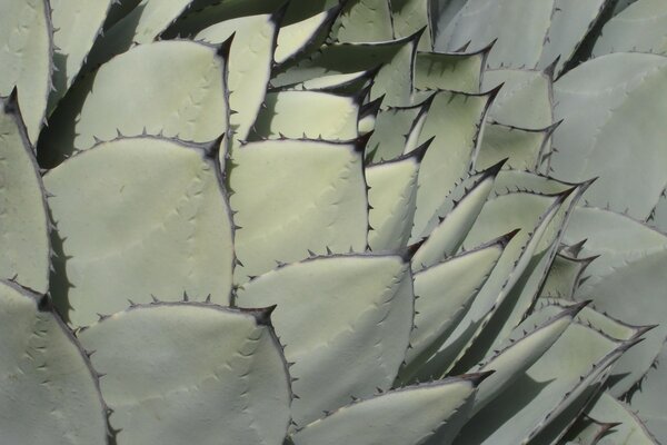 Hojas de cactus. Espinas de cactus