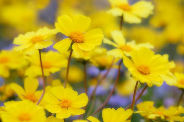 Journée d été. Fleurs ensoleillées