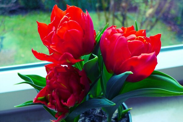 Ein Strauß roter Blumen am Fenster