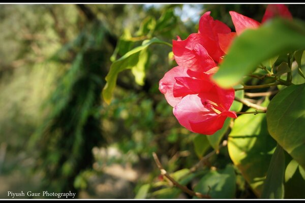 Imparare la conoscenza biogi con i fiori