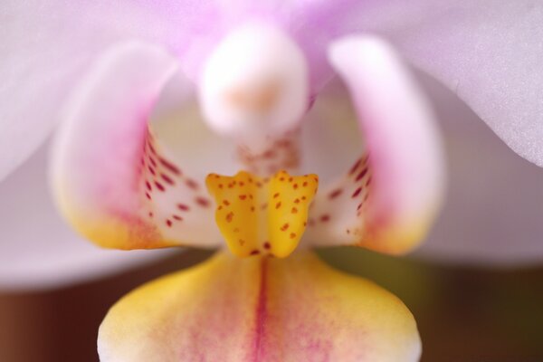 The flower bud of an exotic orchid