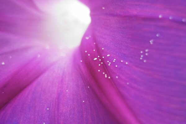 Pollen of the flower. Bright flower