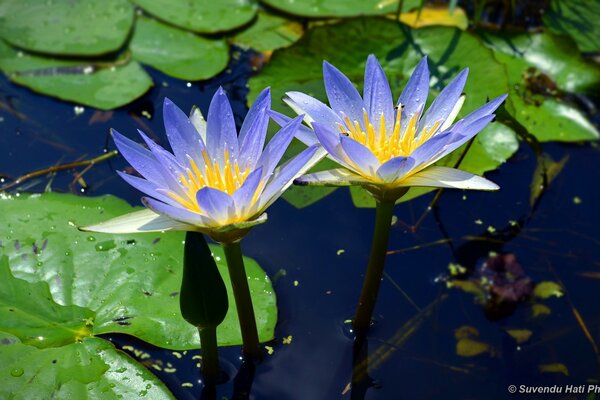 Blue lotus in the water. nature