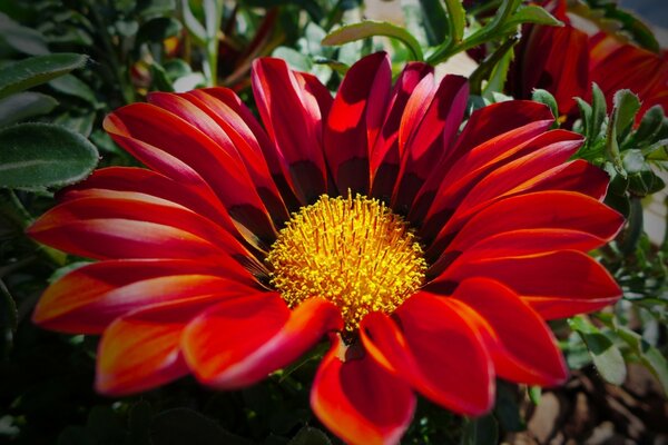 La flor roja atrae con su belleza