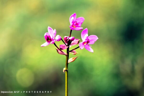 Fleur lumineuse sur fond vert flou