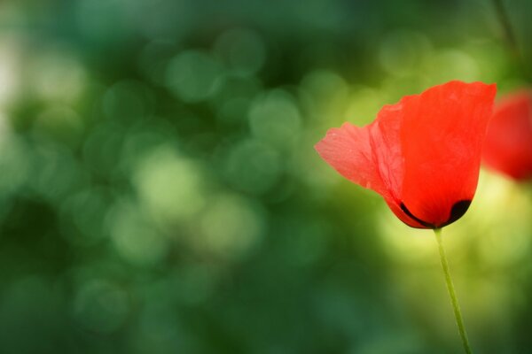 Amapola roja sobre fondo verde