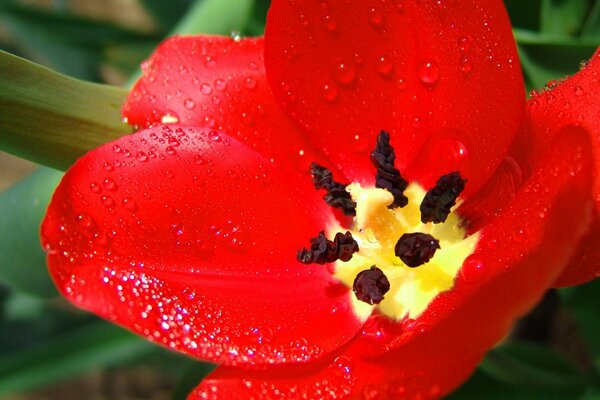 Leuchtend rote Tulpe. Pollen vorhanden