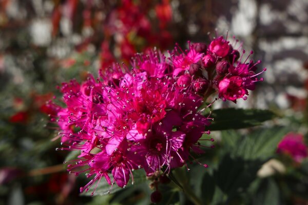 Blumings roxos. flores na natureza