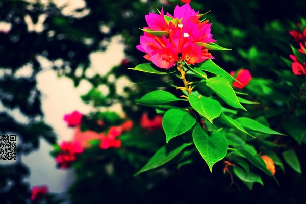 Künstlerisches Foto einer Blume in der Natur