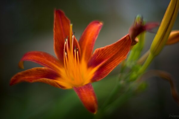 La beauté envoûtante des fleurs rouges