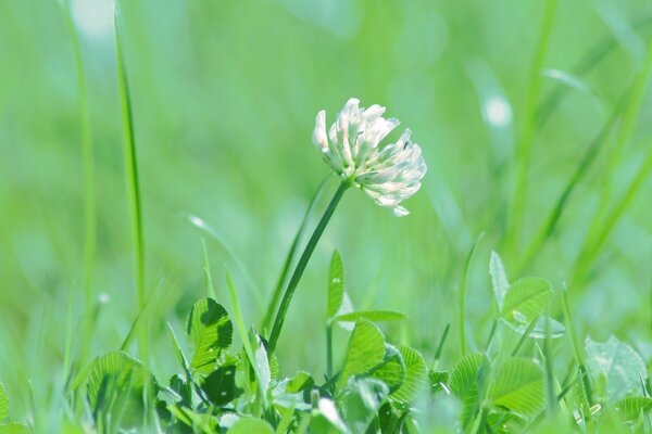 Feuilles de feuilles de fleurs d herbe