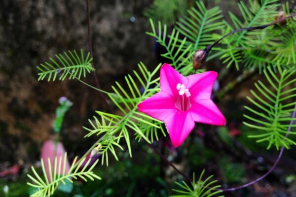 Flor rosa en forma de estrella