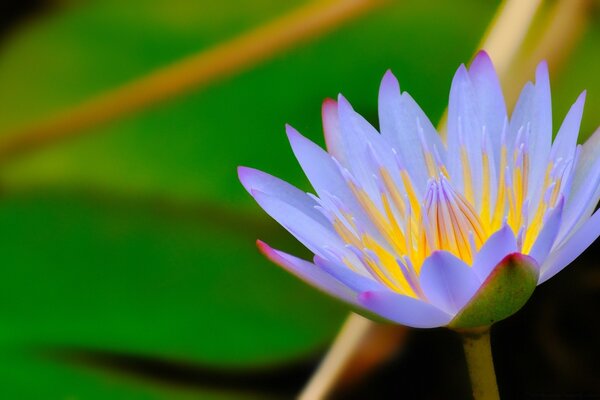 Nature lotus flower blue