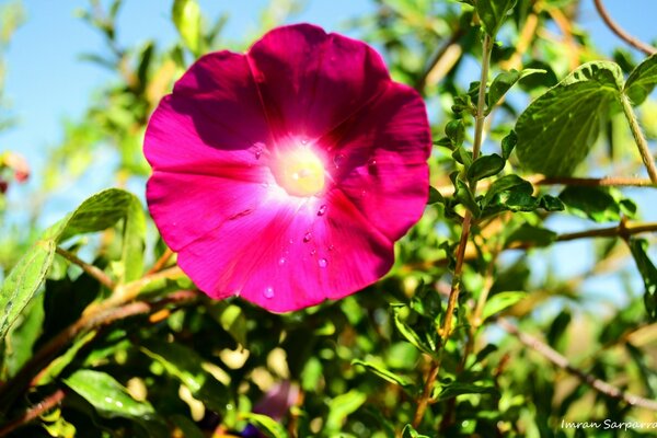 Eine schöne Blume in der Sonne blühte auf