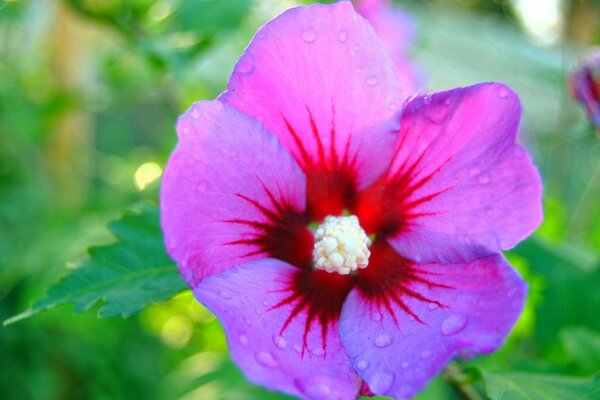 Fraîcheur de rosée sur les feuilles mauves