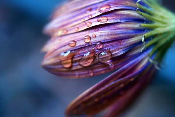 Gouttes de rosée sur un bourgeon violet