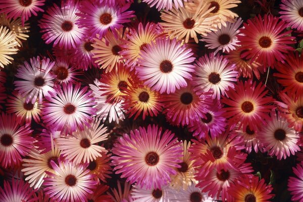 Lots of bright daisies close-up