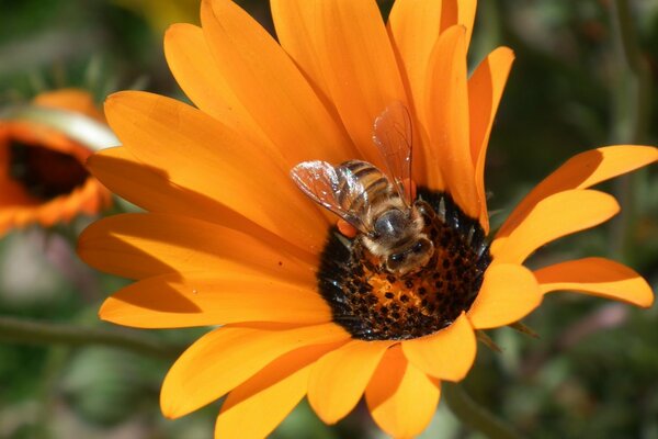 Orange Blume mit Arbeiter