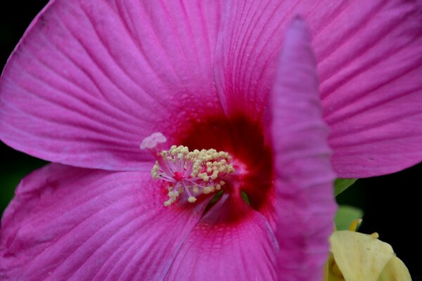 Die verführerische Farbe einer tropischen Blume