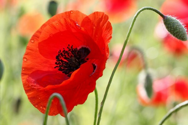 Die Mohnblumen sind rot. foto der Natur