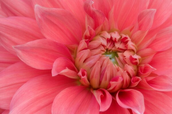 Flor de Aster rosa inusual