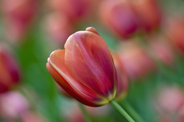 Delicate lines of tulip petals