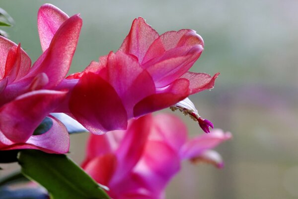 Verano. Flores de Jardín. Carmesí guapo