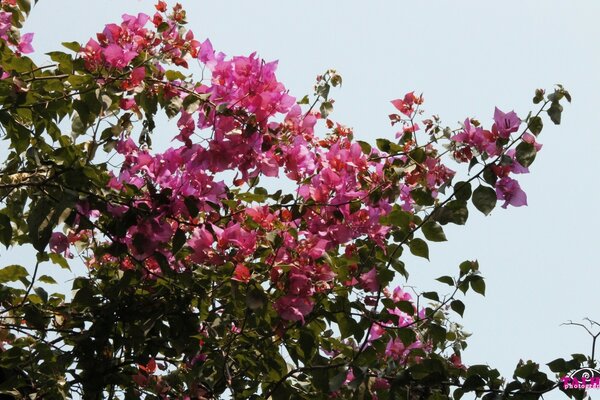 Árbol verde con flores brillantes