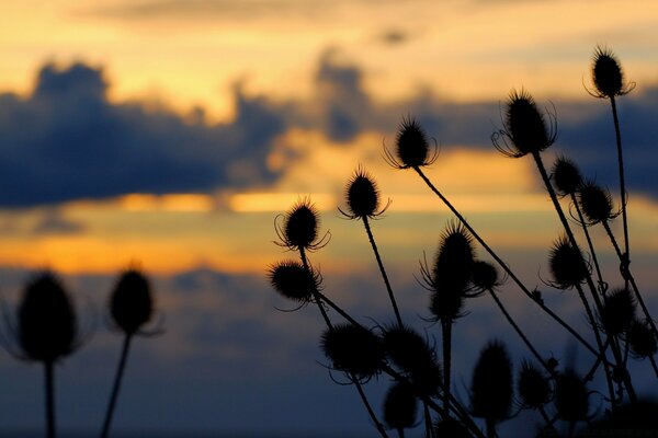 Evening flowers at sunset