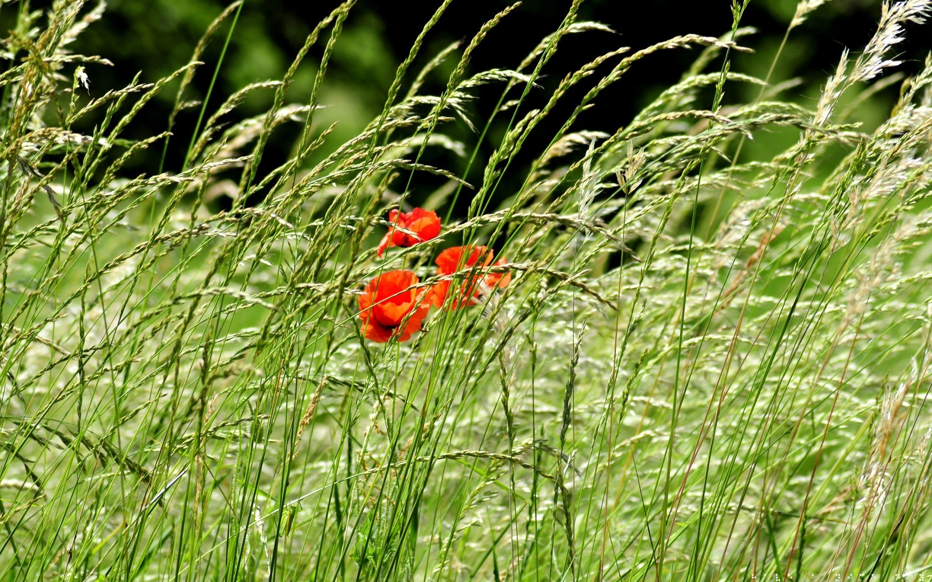 kwiaty trawa natura pole flora lato kwiat sianokosy ogród na zewnątrz sezon wzrost kolor wiejski zbliżenie liść dziki jasny środowisko